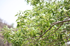 Vitex leucoxylon